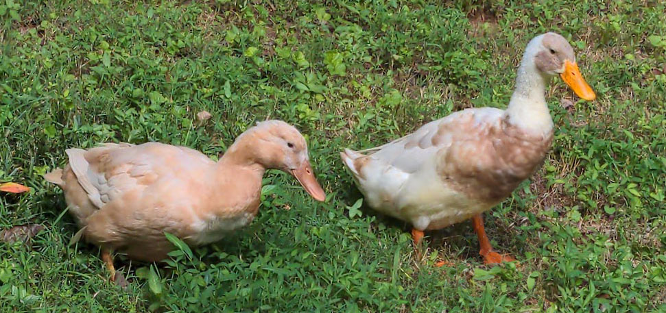RIP Esther and Barney